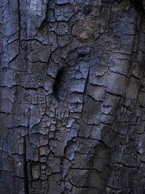 Kuru ağaç dokusu. Ağaç kabuğu arkaplan dokusu Fotoğraf Biçimleri