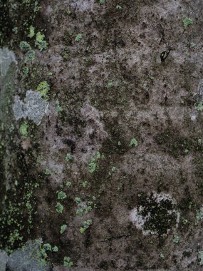 Kuru ağaç dokusu. Ağaç kabuğu arkaplan dokusu