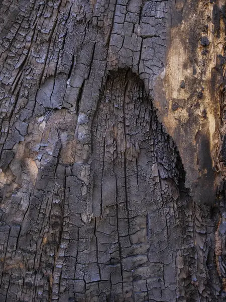 Dry tree texture. Tree bark background texturePhoto Formats