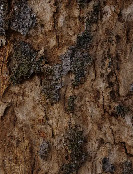 Dry tree texture. Tree bark background texture