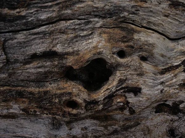 Dry tree texture. Tree bark background texture