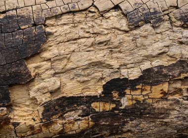 Ağaç kabuğu dokusunun fotoğrafı. Eski bir meşe kabuğunun yaratıcı ahşap dokusu.