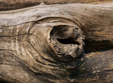 Ağaç kabuğu dokusunun fotoğrafı. Eski bir meşe kabuğunun yaratıcı ahşap dokusu.