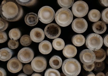 Yolun kenarındaki bambu yığını.