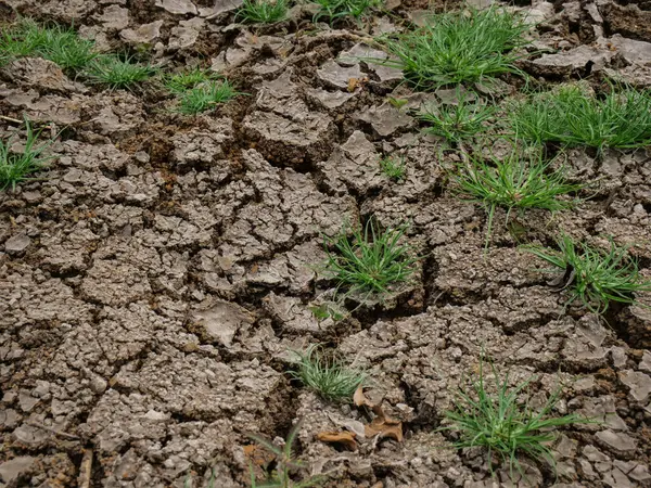 dry soil cracked earth texture. dry soil texture