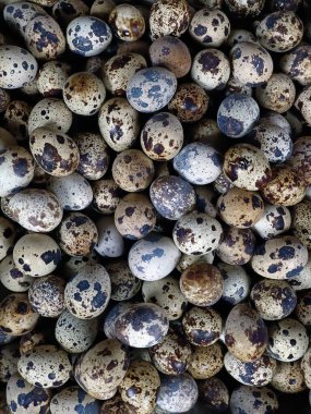 Grup bıldırcın yumurtası