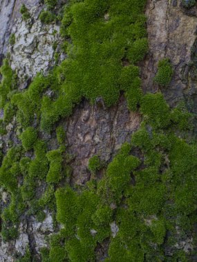 Ağaç gövdesinde yosun var. Yosun dokusu arkaplanı