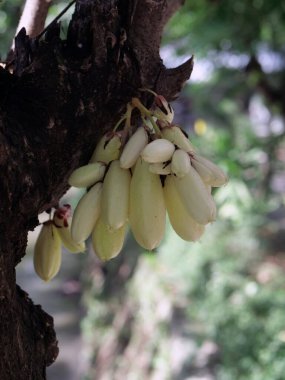 Ağaçtaki Wuluh ya da yeşil belimbi 'ye inanmak..