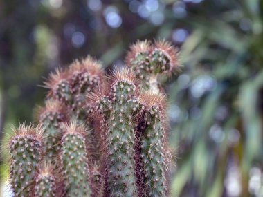 Uzun iğneli yumuşacık bir kaktüs. Kaktaceae