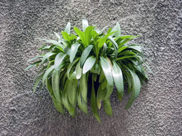 stock image ornamental plants attached to the wall