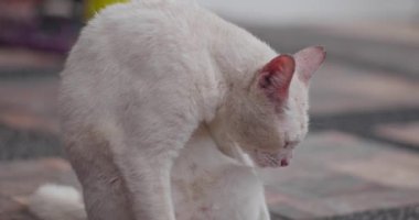 Beyaz evcil kedi tüylerini yalıyor.