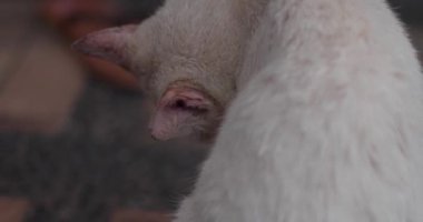 Beyaz evcil kedi tüylerini yalıyor.