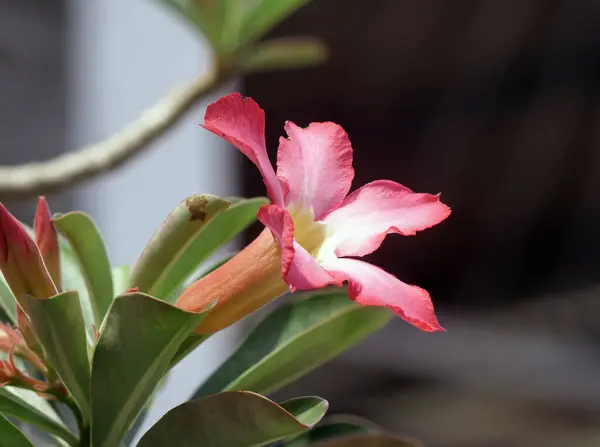 stock image Adenium obesum flower. Nature flower background