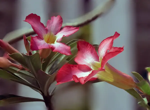 stock image Adenium obesum flower. Nature flower background