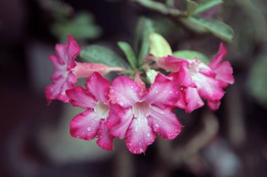 Adenyum obesum çiçeği. Doğanın çiçek arkaplanı