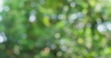 Yeşil yaprak bulanık arkaplan. Arka planda odaklanma azalması. bokeh arkaplanı