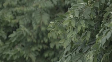 Bulanık yaprak arkaplanlı yağmur damlaları.