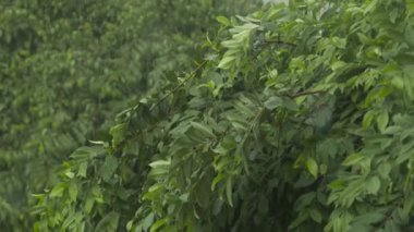 Bulanık yaprak arkaplanlı yağmur damlaları.