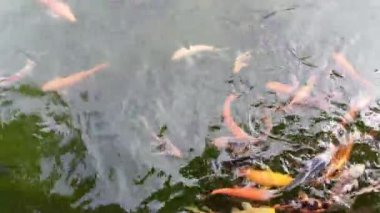 Hareketli renkli koi balığı grubu berrak sularda.