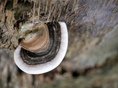 mushrooms on a tree in the forest, close-up clipart