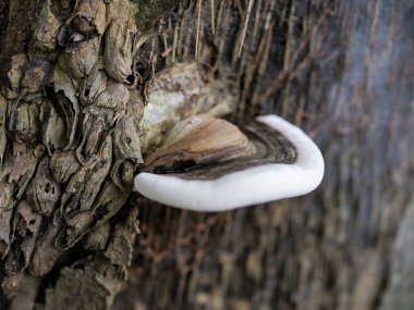 mushrooms on a tree in the forest, close-up clipart