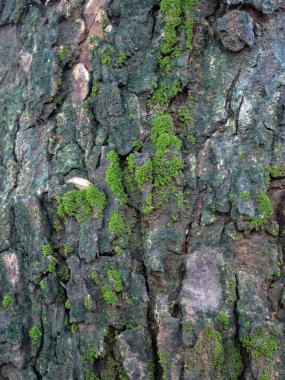 Ormandaki ağaç kütüğünde yeşil yosun. Yakın plan.