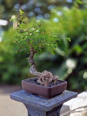 Tencerede Küçük Dekoratif Bonsai Ağacı