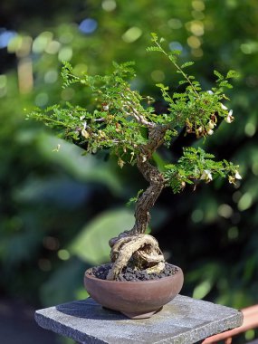 Tencerede Küçük Dekoratif Bonsai Ağacı