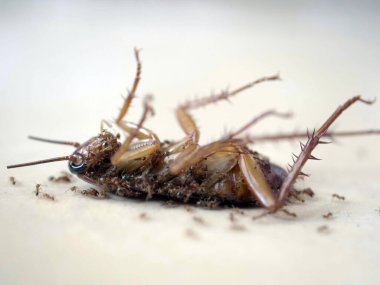 Yerde karınca yiyen ölü hamamböceği.