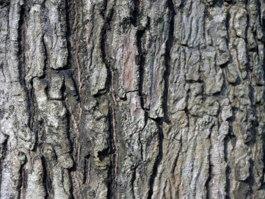 Ağaç gövdesine yakın çekim. Ağaç kabuğu deseni ağaçtan pürüzsüz dokudur.