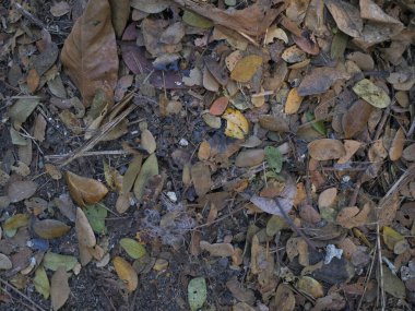 Ormanda yerde kuru yapraklar var. Doğal arkaplan.