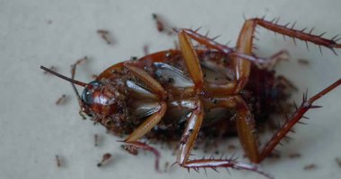 Yerde karınca yiyen ölü hamamböceği.