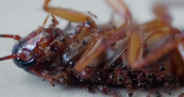 Yerde karınca yiyen ölü hamamböceği.