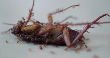 Yerde karınca yiyen ölü hamamböceği.