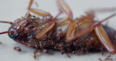 Yerde karınca yiyen ölü hamamböceği.