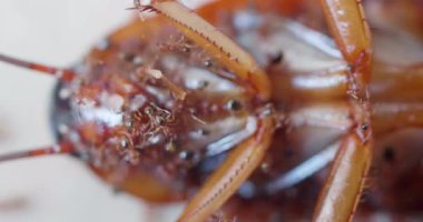 Yerde karınca yiyen ölü hamamböceği.