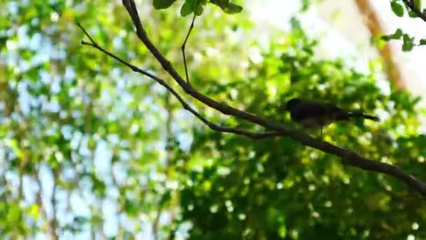 Black Bird Perched Tree Wind Blowing — Stock Video