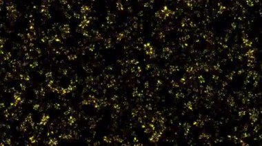 Soyut animasyon döngüsü yüzen parlak altın yıldız parçacıkları siyah arkaplanda hareket ediyor. 4K 3D kusursuz altın halkalı bokeh parçacıkları havada uçuşuyor..