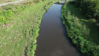 sığır içme, sığır sürüsü dere kenarında içme suyu