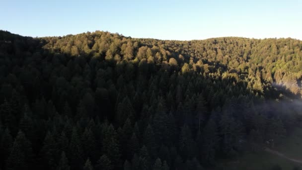 空中松树阳光 高质量4K镜头 — 图库视频影像