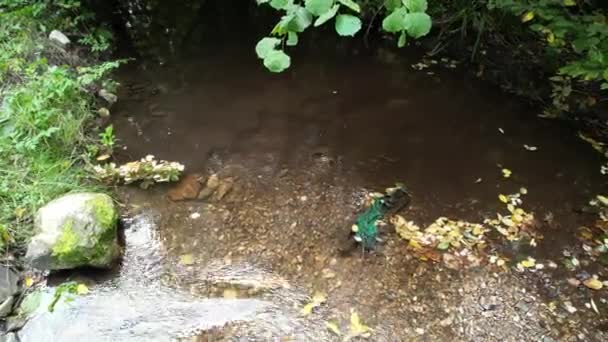 Весняна Вода Гори Природна Джерельна Вода Лісі — стокове відео
