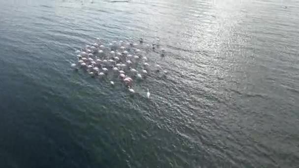 Flamingo Flygande Flock Flamingos Går Havet — Stockvideo