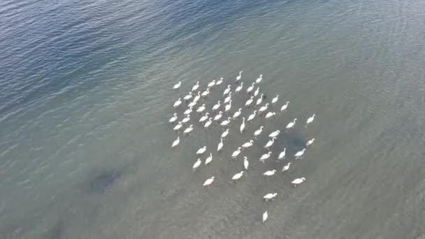 Flamingo Rebanho Aéreo Flamingo Mar — Vídeo de Stock