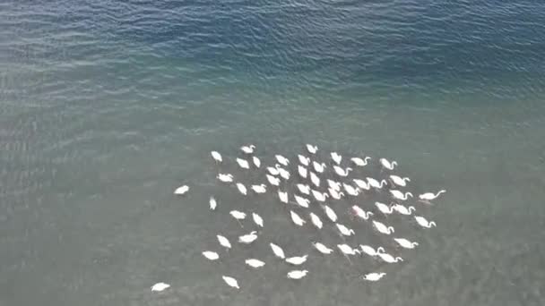 Flamingos Tiro Aéreo Flamingos Andando Mar Raso Prata — Vídeo de Stock