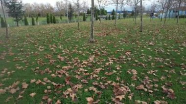 Sonbahar, kısa sonbahar ve sarı yaprakların üzerindeki hava.