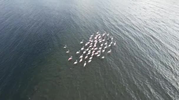 フラミンゴは海に浮かぶフラミンゴの群れです — ストック動画