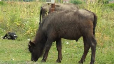 Bizon otlaması, bufalo otlaması.