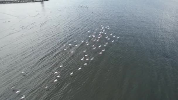 Flamingo Vzdušné Hejno Plameňáků Kvalitní Záběry — Stock video