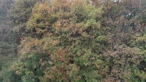 Paisagem Florestal Com Árvores Amareladas Outono — Vídeo de Stock