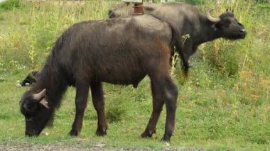 Bizon otlaması, bufalo otlaması.